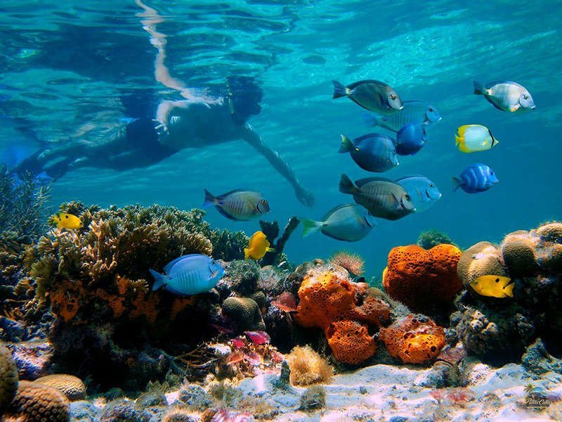 Cayo Arena